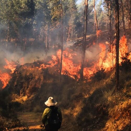 Pérdidas de la biodiversidad por incendios forestales en Perú  