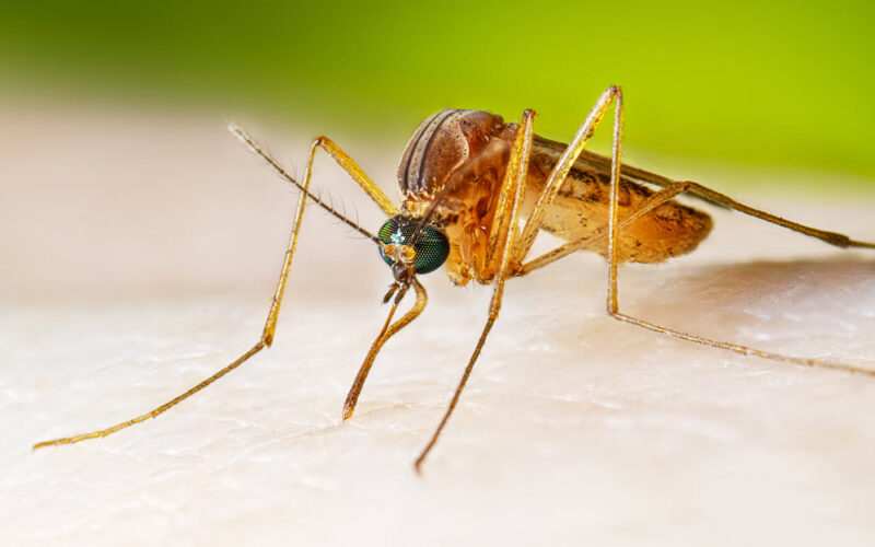 First human case of West Nile virus