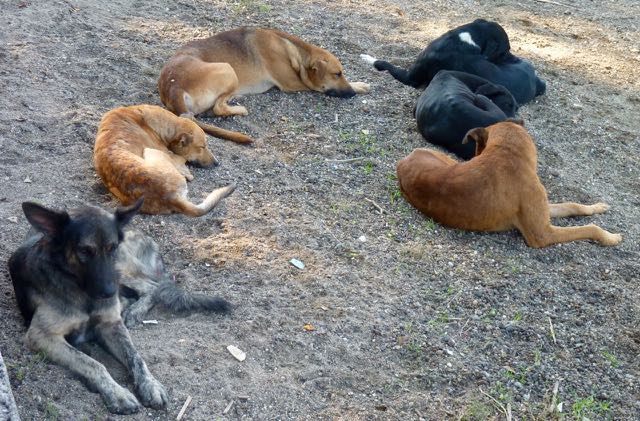 Los perros que no vieron las misses en Suchitoto, en espera de un albergue