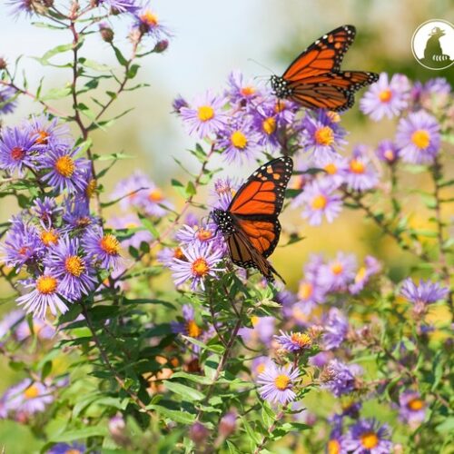 Canadá, Estados Unidos y México protegen a la mariposa monarca