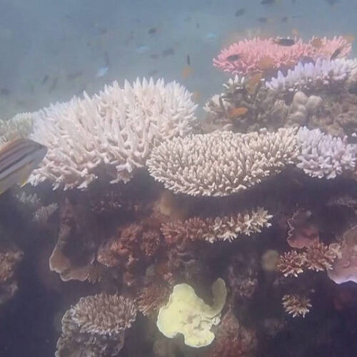 Australia: La crisis climática desencadena el peor blanqueamiento de corales