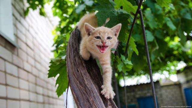 Traductores de animales