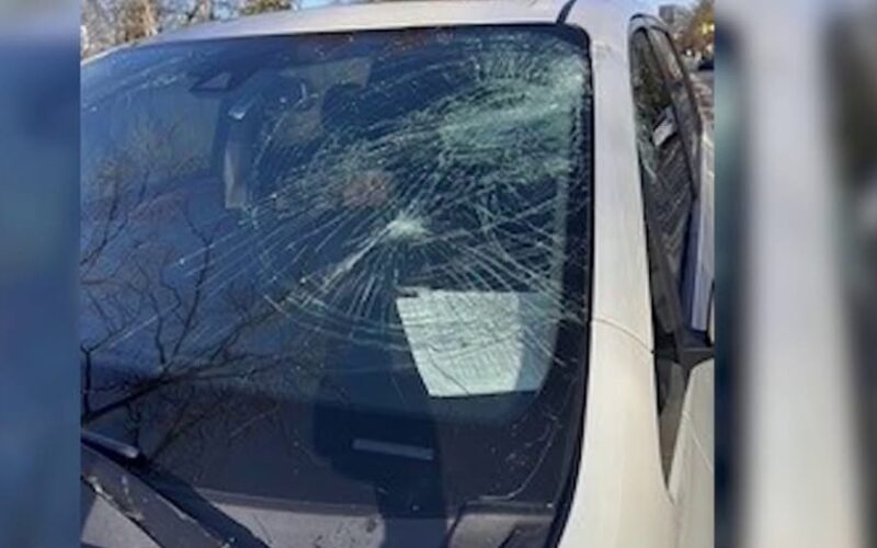 Surgen inquietudes sobre la seguridad tras la caída de un árbol sobre un automóvil en la Mount Vernon Memorial Highway