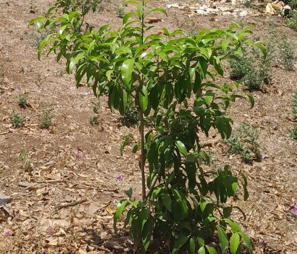 Árbol Memorial Rutilio Grande, a casi 50 años de su martirio