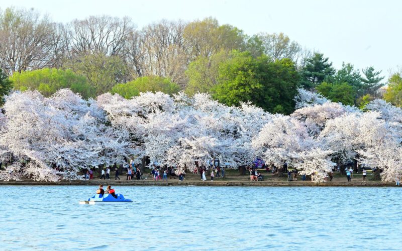 Los cerezos en flor de D.C. han alcanzado oficialmente su punto máximo de floración