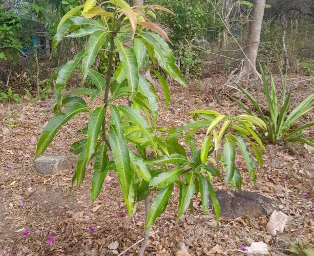 A 46 años del asesinato de San Óscar Arnulfo Romero, su árbol memorial crece en el Volcán de Guazapa