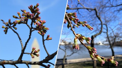 Los cerezos en flor de D.C. alcanzan la etapa 4, acercándose a su plena floración