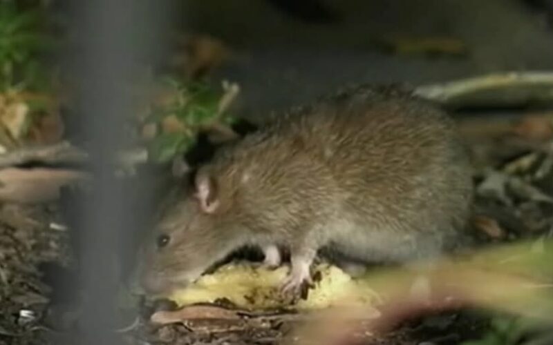 DC somete a las ratas a control de natalidad. Si ha pasado algún tiempo en D.C., sabrá que las ratas son un problema