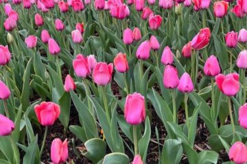 Un encuentro cercano con la naturaleza en primavera