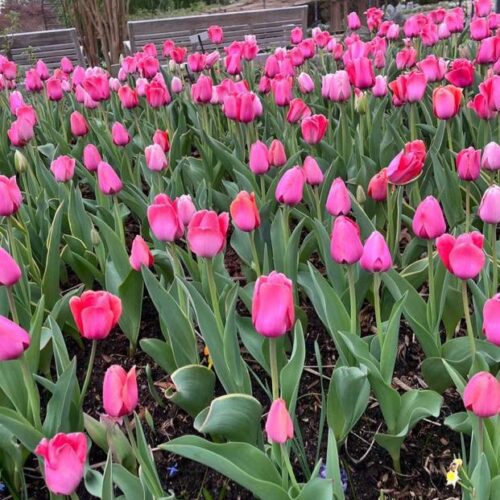 Un encuentro cercano con la naturaleza en primavera