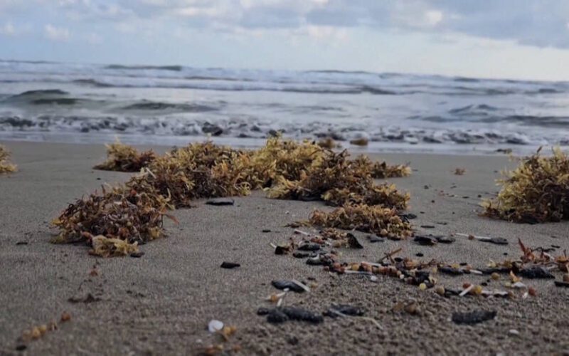 El Gobierno de Trump suspende las protecciones para especies en peligro de extinción en el golfo de México y permite la explotación de petróleo y gas en sus aguas