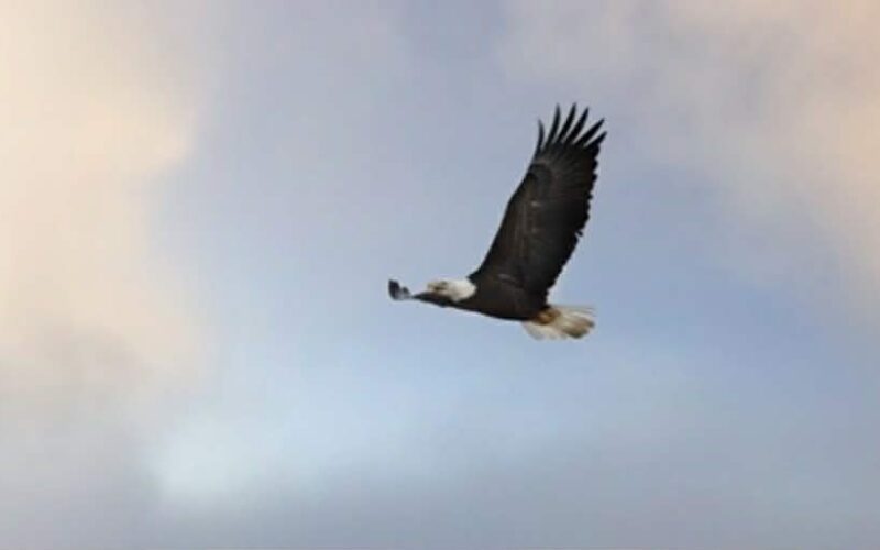 Legisladores impulsan iniciativas para cubrir los costos de la energía