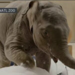 La cría de elefante Linh Mai hará su debut en el Zoológico Nacional