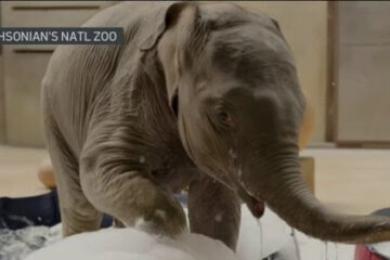 La cría de elefante Linh Mai hará su debut en el Zoológico Nacional