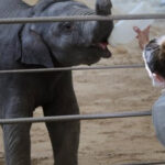 Conozca al nuevo bebé elefante del zoológico y más actividades en el área de DC hasta el 26 de abril