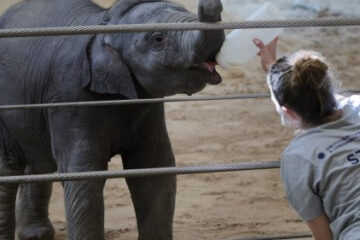 Conozca al nuevo bebé elefante del zoológico y más actividades en el área de DC hasta el 26 de abril