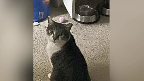 Buscan a un gato de servicio desaparecido en el suroeste de D.C.