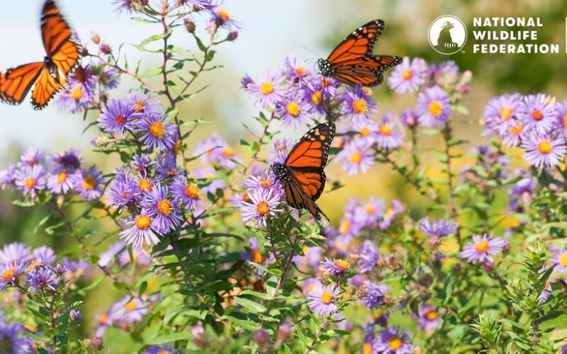 Programa comunitario en  Canadá, EE. UU. y México busca proteger a la mariposa monarca