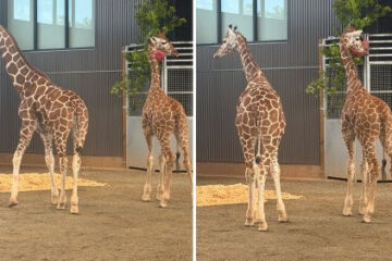 Hallan sanas y salvas a dos crías de jirafa desaparecidas del Natural Bridge Zoo tras más de un año de búsqueda