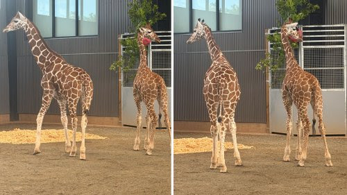 Hallan sanas y salvas a dos crías de jirafa desaparecidas del Natural Bridge Zoo tras más de un año de búsqueda