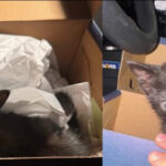 Agente de Virginia rescata a un gatito en la I-395 en Alexandria