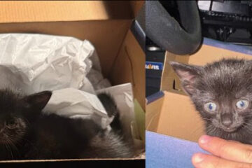 Agente de Virginia rescata a un gatito en la I-395 en Alexandria
