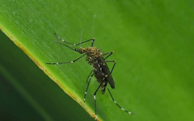 Investigadores afirman que se puede entrenar a los mosquitos para que les atraiga el olor del repelente