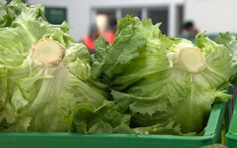 Taylor Farms retira lechuga iceberg en medio de un brote de ciclosporiasis