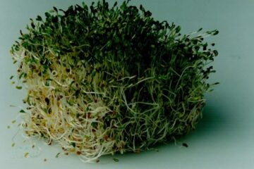 Los CDC informan que los brotes de intoxicación alimentaria vinculados a brotes de alfalfa afectan a 15 estados