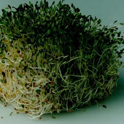 Los CDC informan que los brotes de intoxicación alimentaria vinculados a brotes de alfalfa afectan a 15 estados