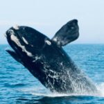Reducir la definición de ‘captura’ socava la eficacia de la Ley de Especies en Peligro