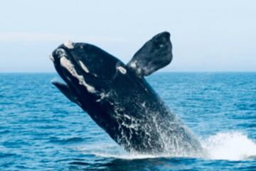 Reducir la definición de ‘captura’ socava la eficacia de la Ley de Especies en Peligro