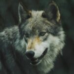 Informan que el Gobierno de Trump planea desmantelar una disposición clave de la Ley de Especies en Peligro de Extinción